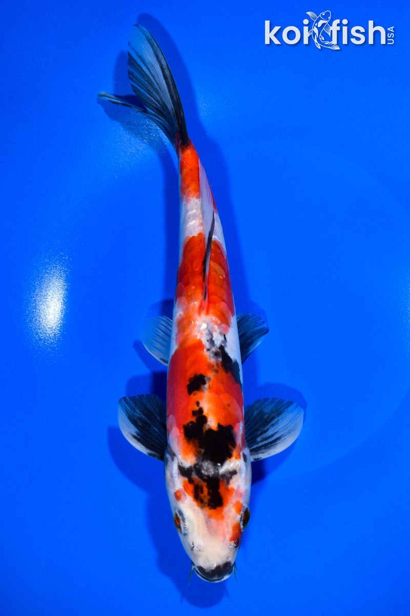 10.75" DOITSU SHOWA