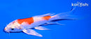 4.5" HARIWAKE BUTTERFLY