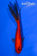 4.25" WATONAI GOLDFISH