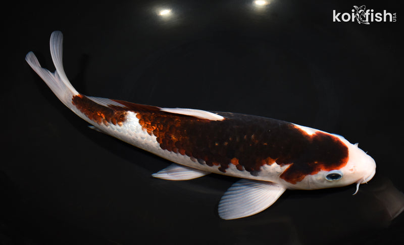 11.5" BUDO GOROMO