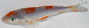 6" OCHIBA SHIGURE