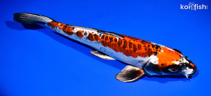 13" BENI KIKOKURYU
