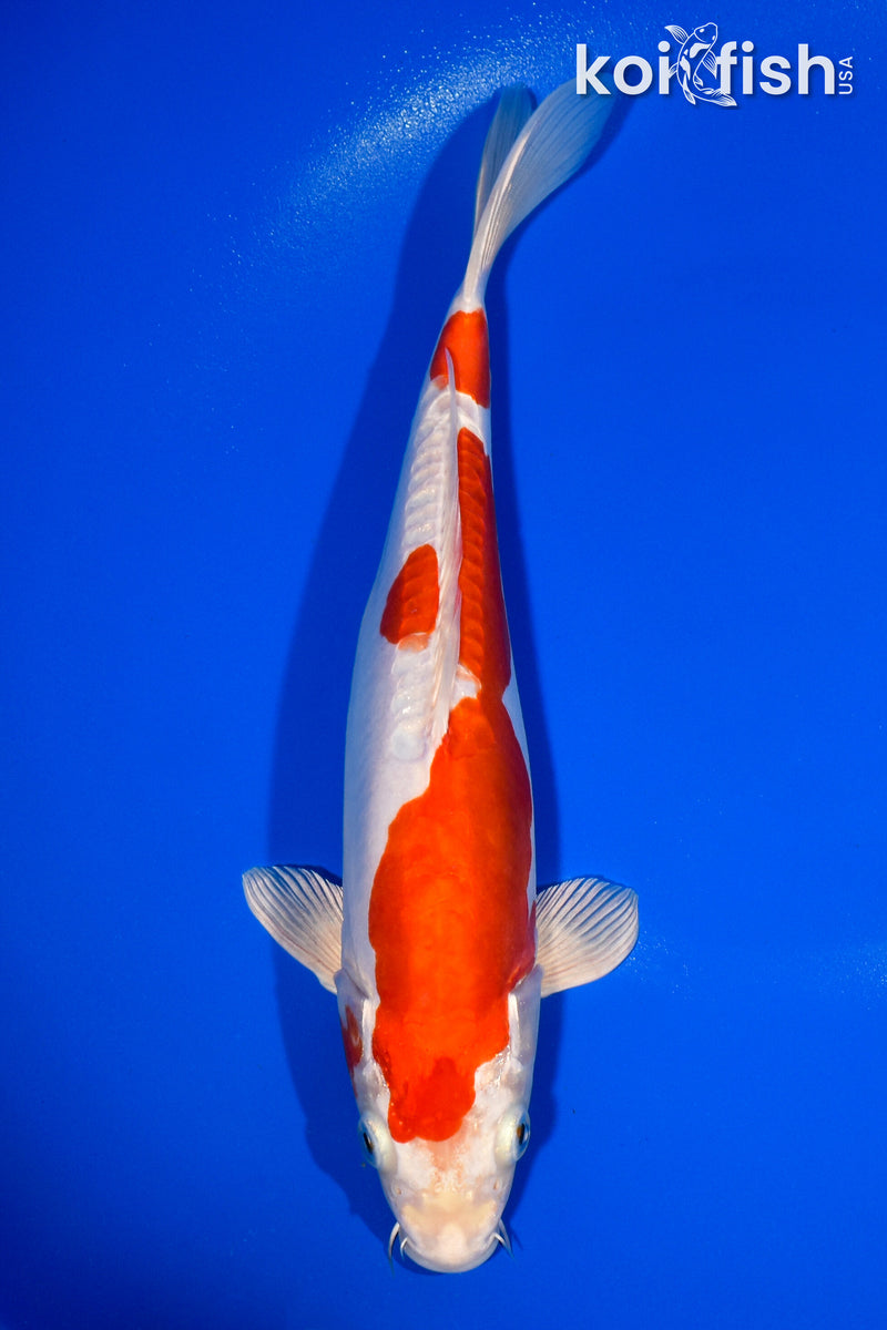 11" KIKUSUI