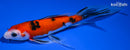 7.75" SANKE BUTTERFLY