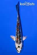 4.5" KUJAKU