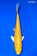 6.75" YAMABUKI OGON