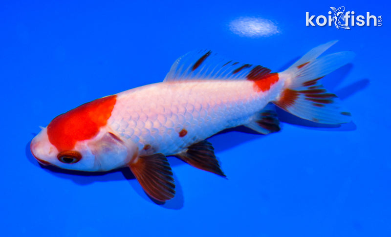 5.25" WAKIN GOLDFISH
