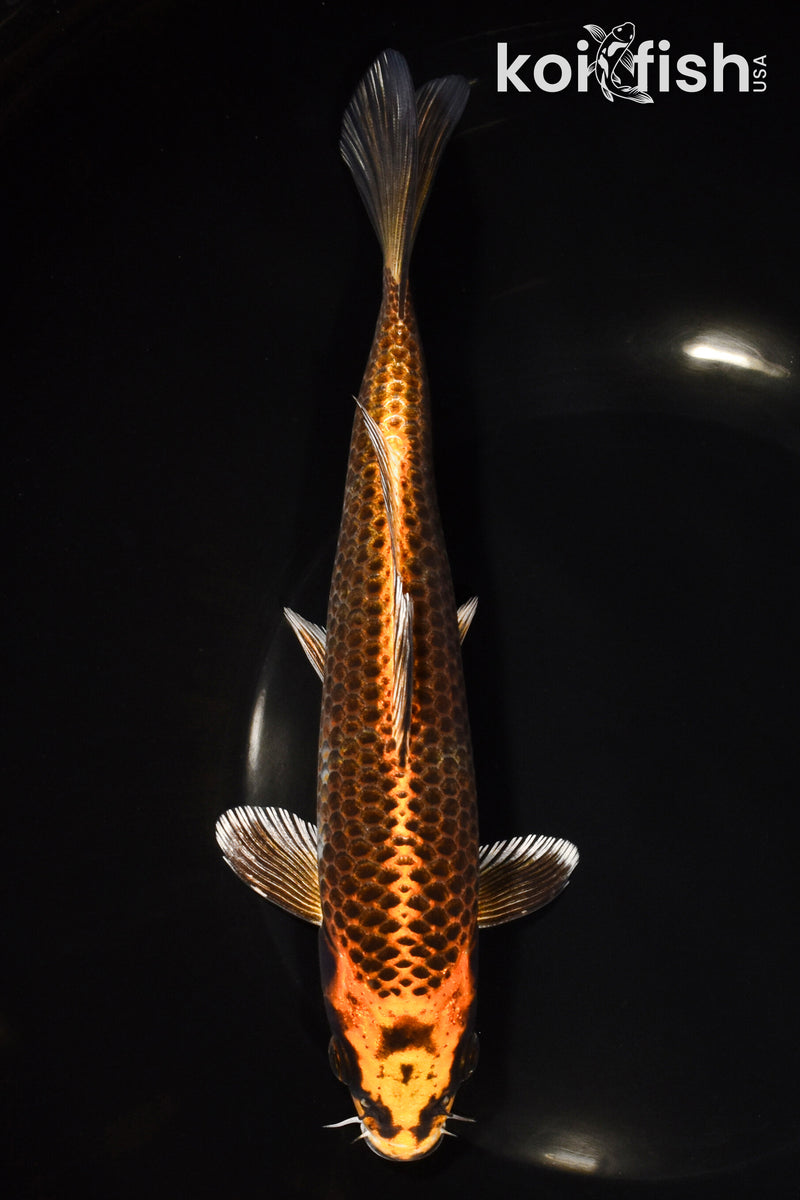8" ORENJI MATSUBA