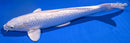 13.5" GINRIN PLATINUM OGON