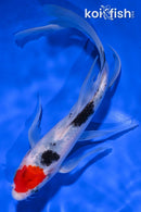 7.5" SANKE BUTTERFLY