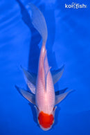 7.25" TANCHO SARASA COMET GOLDFISH
