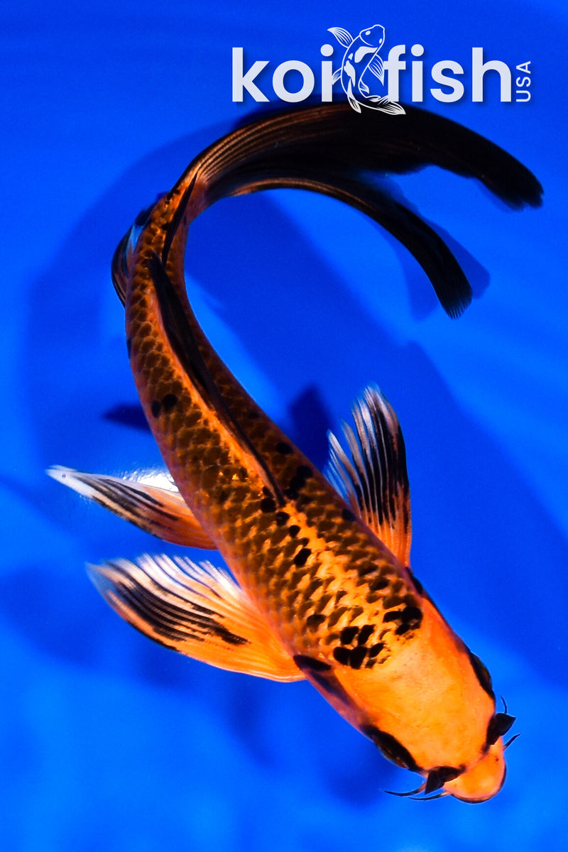 7.5" ORENJI MATSUBA BUTTERFLY