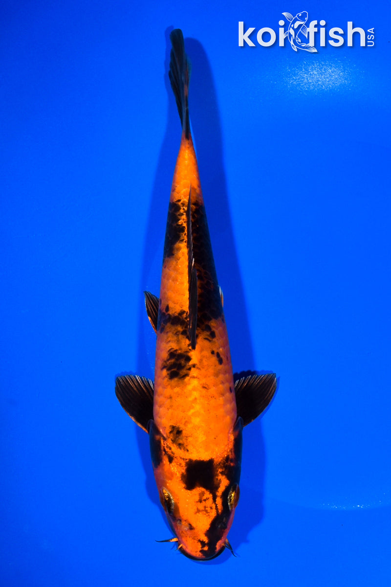 9" KIN HI UTSURI