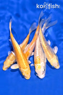 PACK OF (5) 4-5" STANDARD KOI