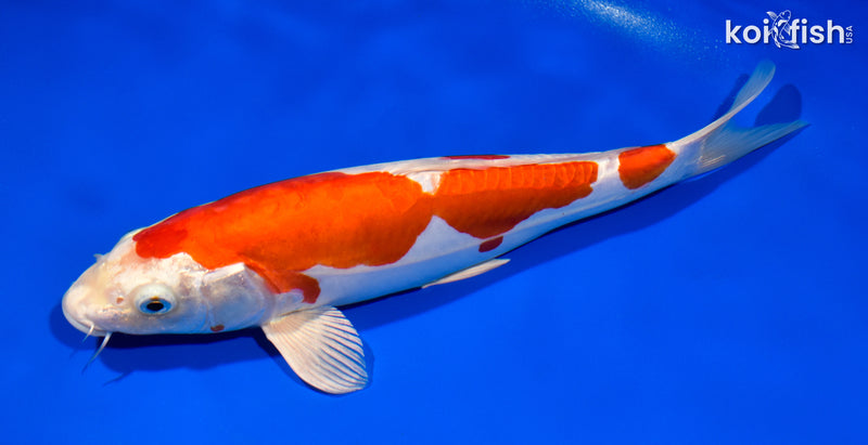 11" KIKUSUI