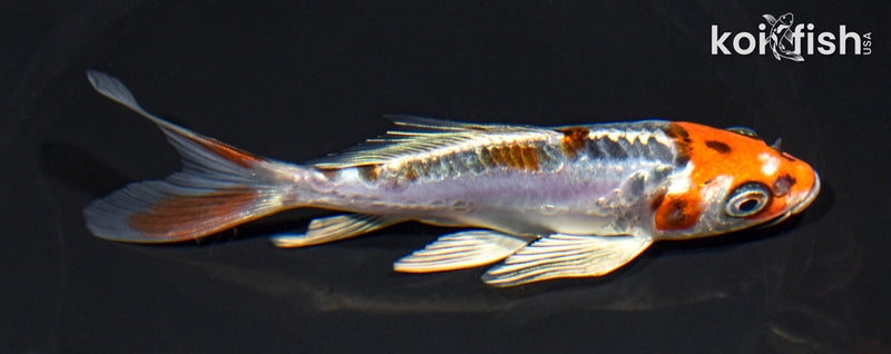 5.5" BENI KIKOKURYU BUTTERFLY