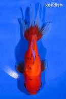 5.25" ORANDA GOLDFISH