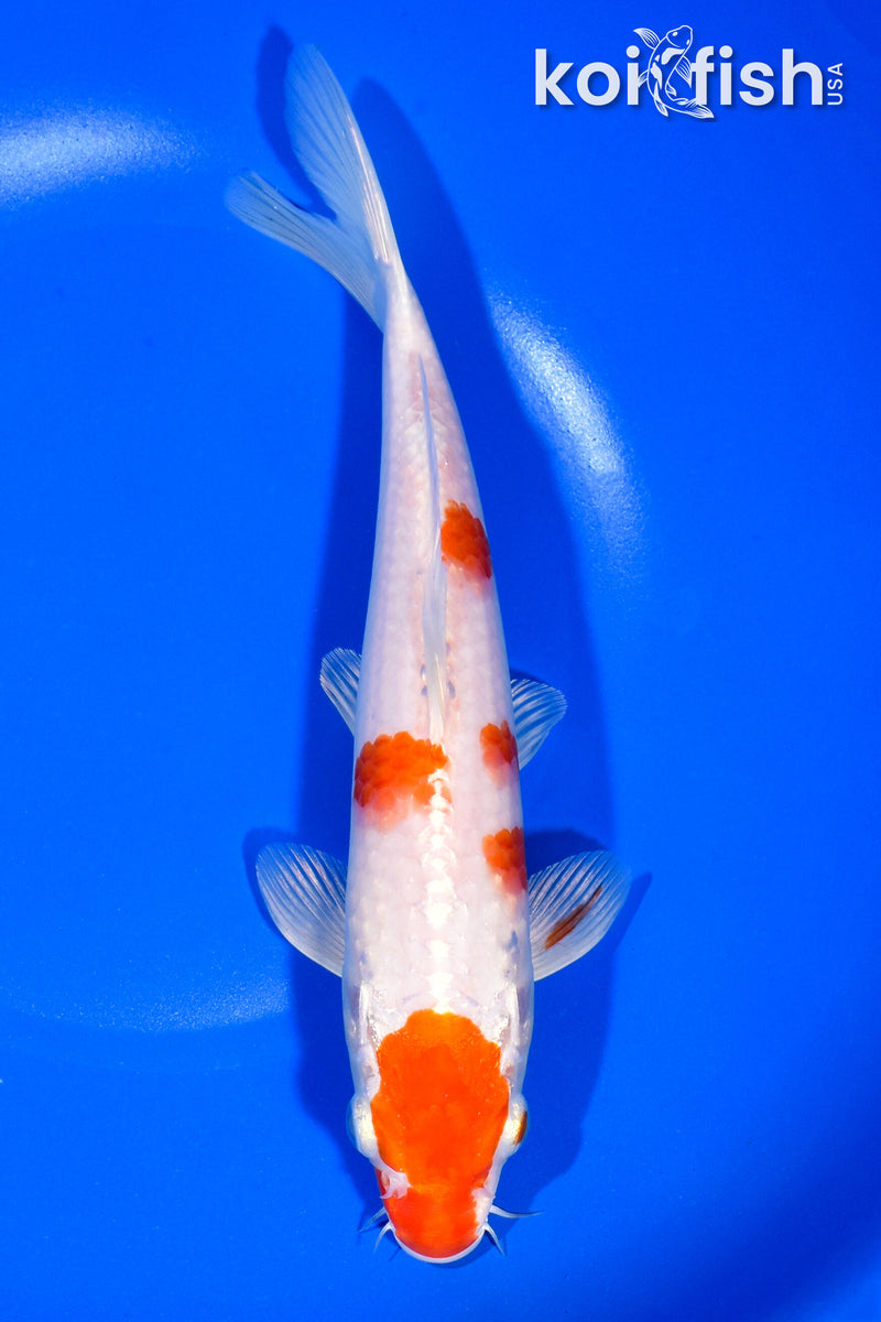 8.5" HARIWAKE