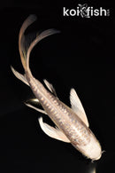 8.25" GINRIN DOITSU PLATINUM OGON BUTTERFLY