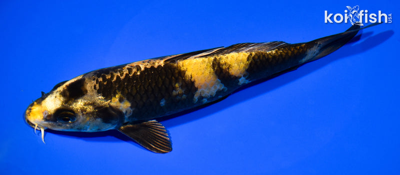 7.75" KIN KI UTSURI
