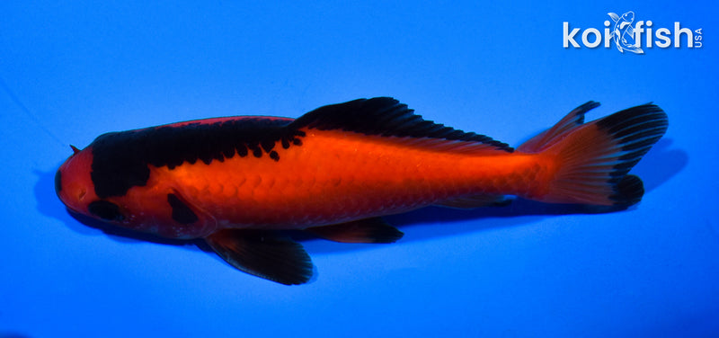 5.25" WAKIN GOLDFISH