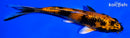 6" KIN HI UTSURI