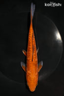 7.25" DOITSU CHAGOI