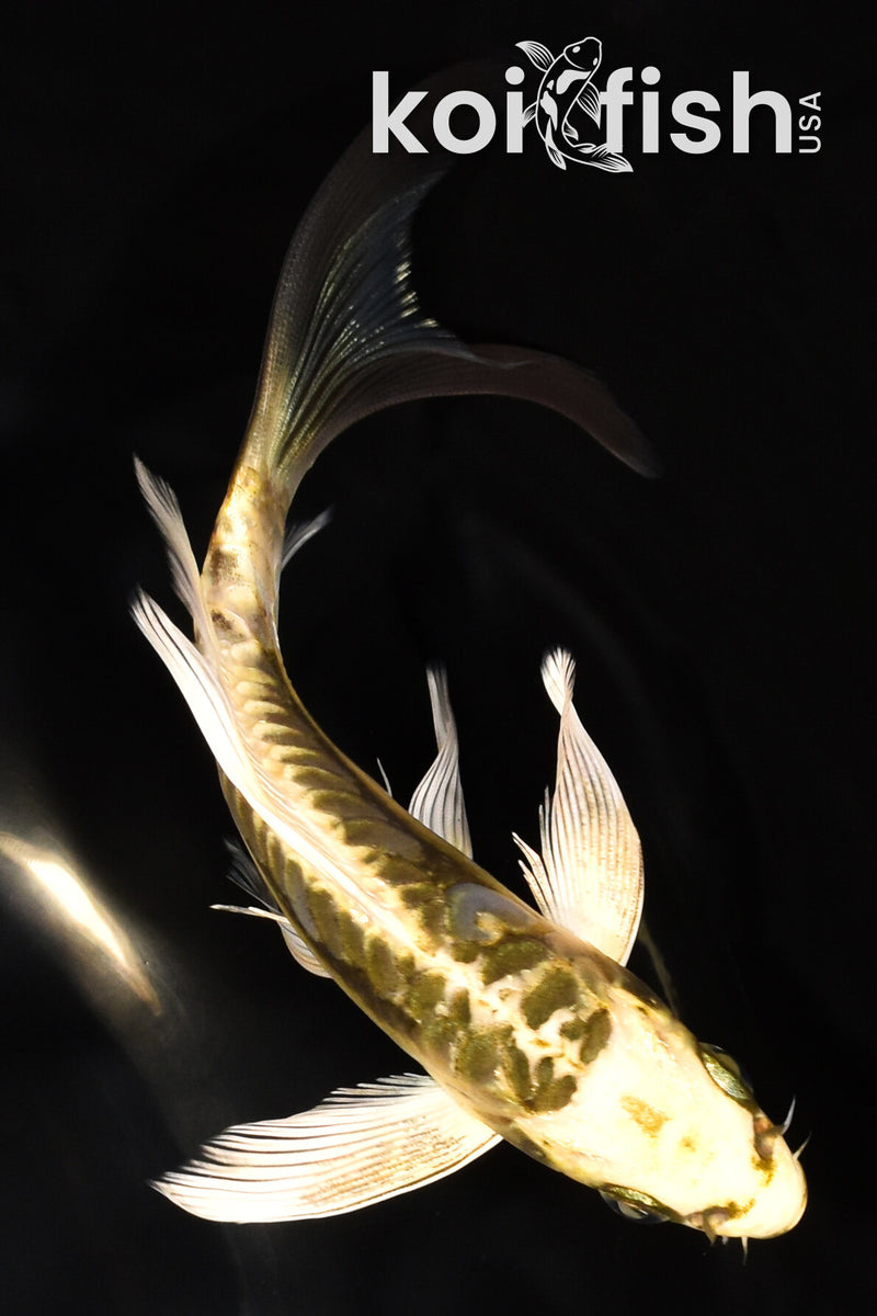 6" KIN KIKOKURYU BUTTERFLY