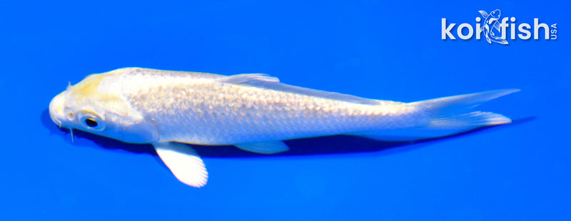 4.75" GINRIN HARIWAKE