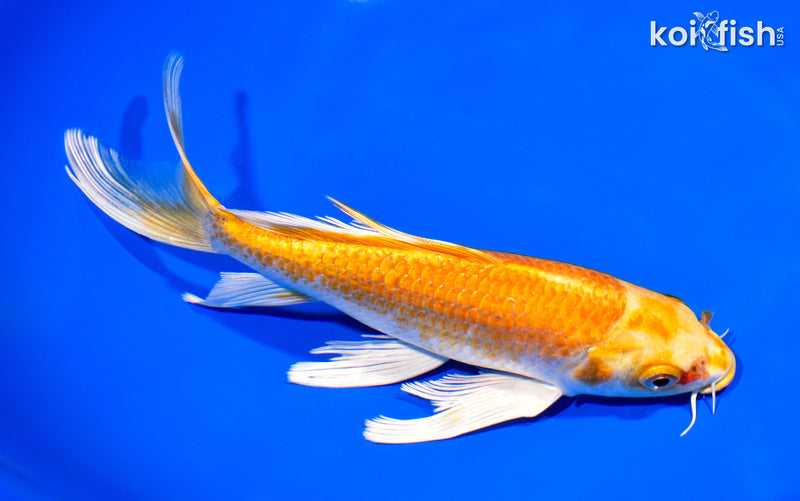 8" HARIWAKE BUTTERFLY