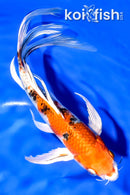 8.5" YAMATO NISHIKI BUTTERFLY