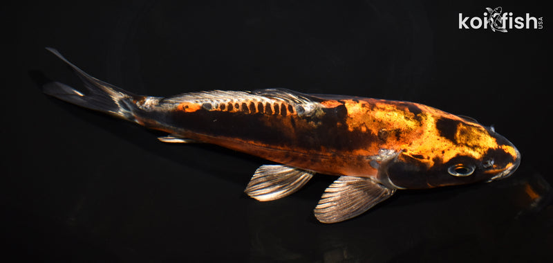9.5" BENI KIKOKURYU