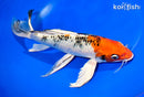 10.75" KUJAKU BUTTERFLY