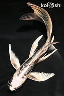8" KIN KIKOKURYU BUTTERFLY