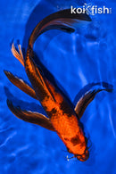 10.75" HI UTSURI BUTTERFLY