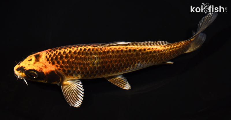 8" ORENJI MATSUBA