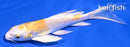 4.5" LEMON HARIWAKE BUTTERFLY
