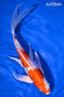 9" GINRIN HARIWAKE BUTTERFLY