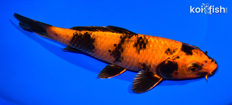 9" KIN HI UTSURI