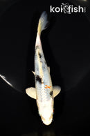 6.25" YAMATO NISHIKI