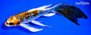 8" BENI GINGA BUTTERFLY