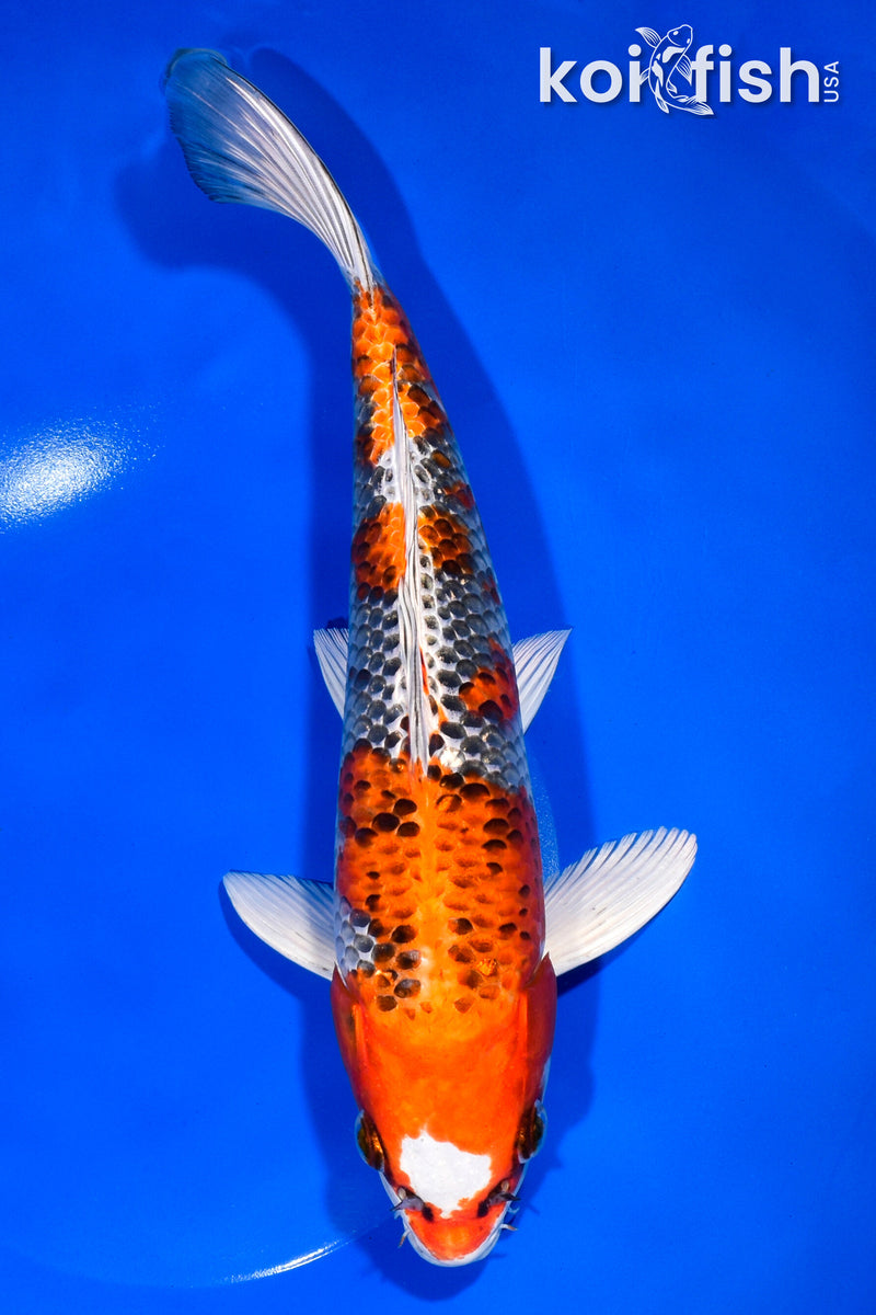 11" KUJAKU