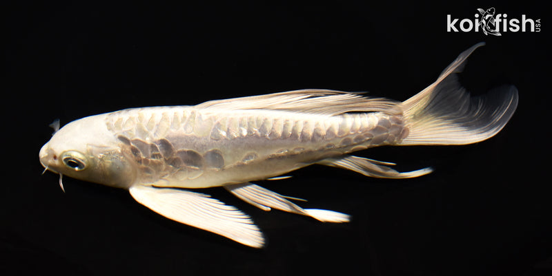 8.25" GINRIN DOITSU PLATINUM OGON BUTTERFLY