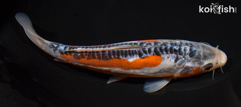 8" SHUSUI