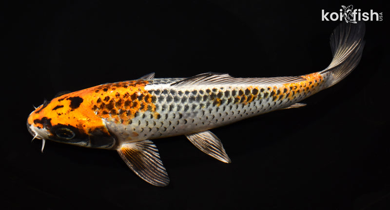 9" BENI GINGA