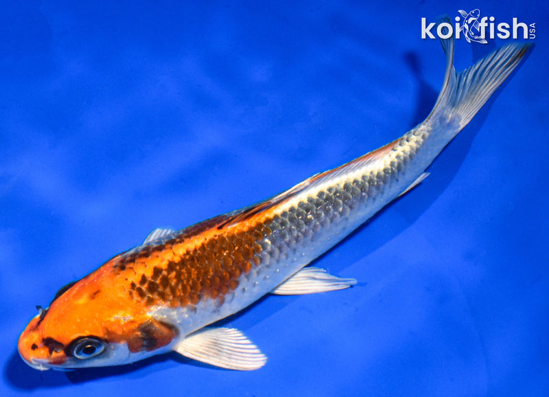 6.5" KUJAKU