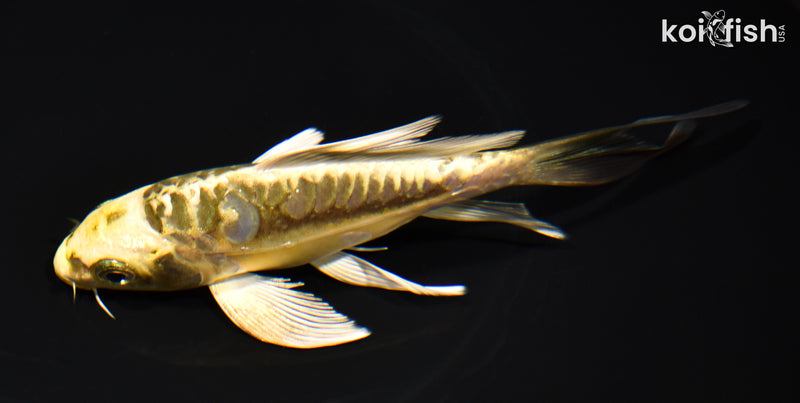 6" KIN KIKOKURYU BUTTERFLY