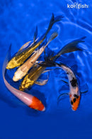 PACK OF (5) 4.25-5" BUTTERFLY KOI