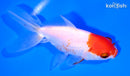 5.25" ORANDA GOLDFISH