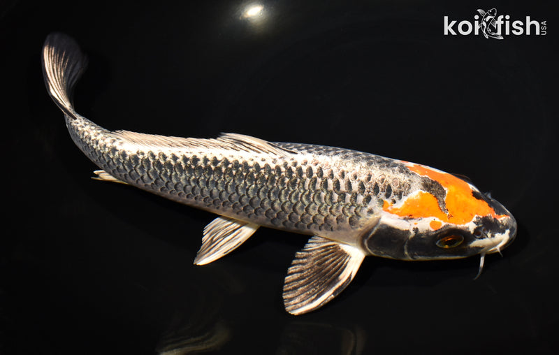 11" BENI GINGA